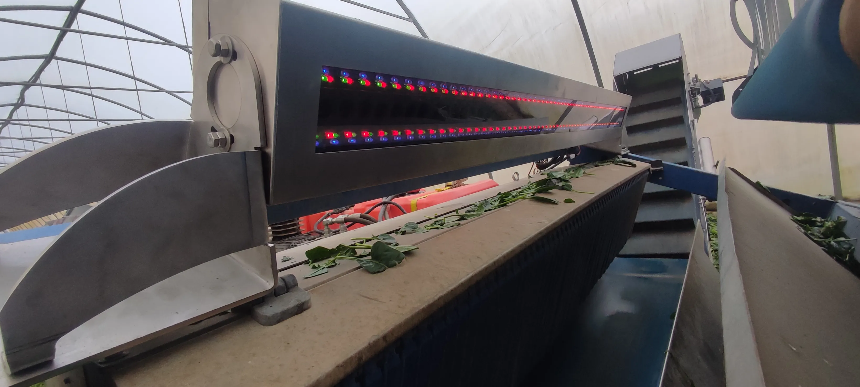AgriPro leafy greens sorter running on a harvester in a greenhouse